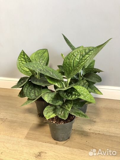 Эпипремнум Марбл Пленет