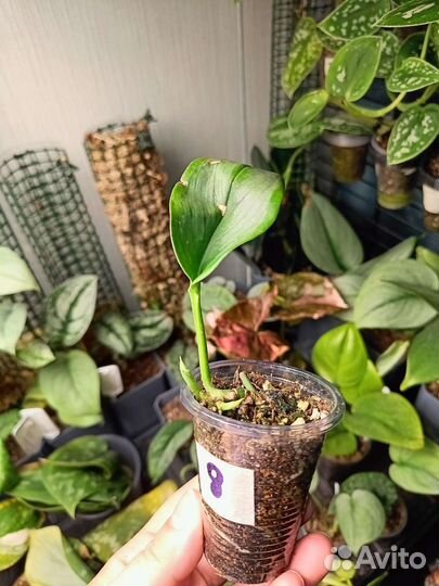 Сциндапсус Мунлайт