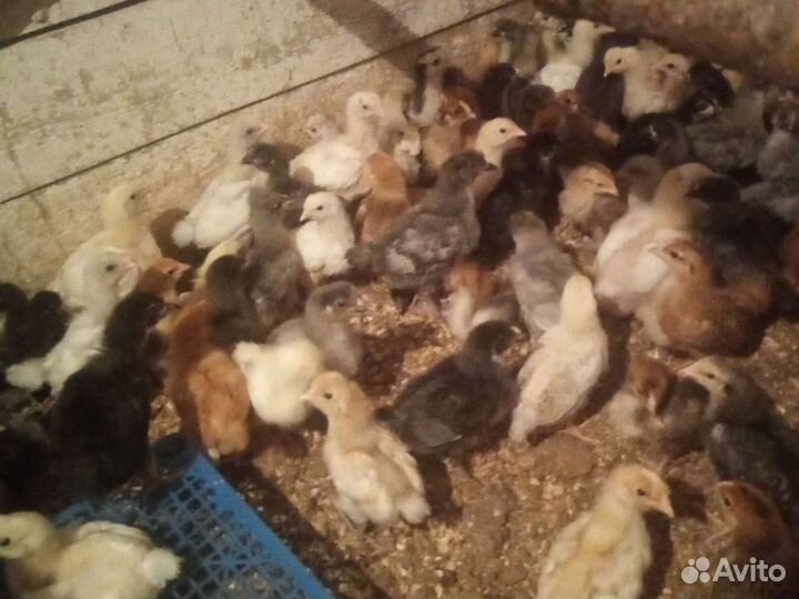 Цыплята подрощенные