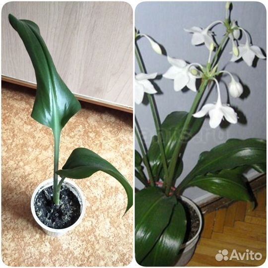 Фикусы и разные комнатные