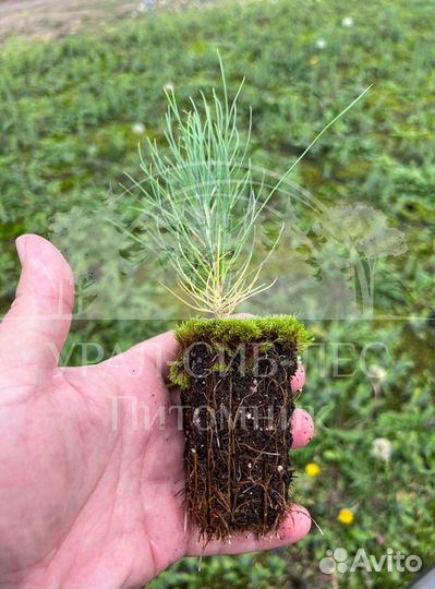 Сеянцы Сосны Горной Мугус с зкс