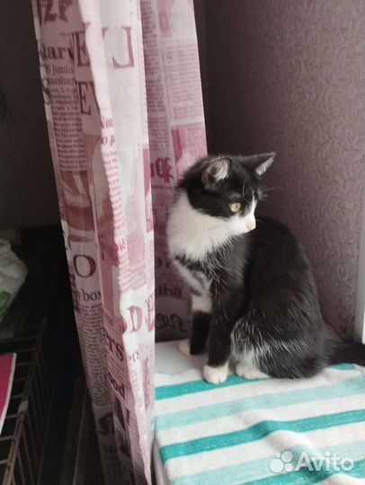Молоденькая кошечка ищет дом