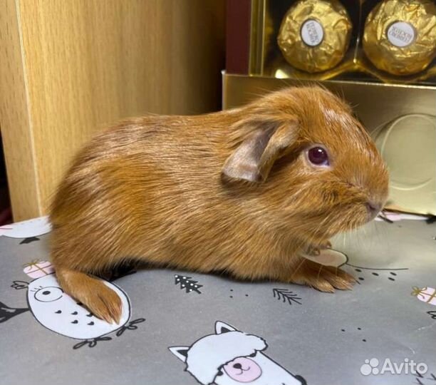 Морские свинки