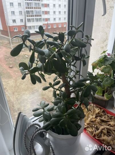 Денежное дерево