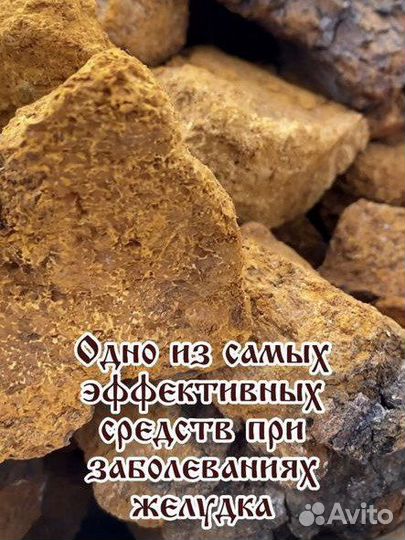 Березовый гриб чага