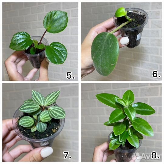 Пеперомии сортовые