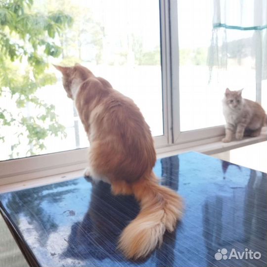 Котята мейн-кун