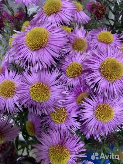 Многолетники для сада цветы