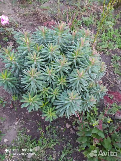 Уличные растения