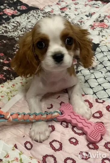 Девочка кавалер Кинг Чарльз спаниель