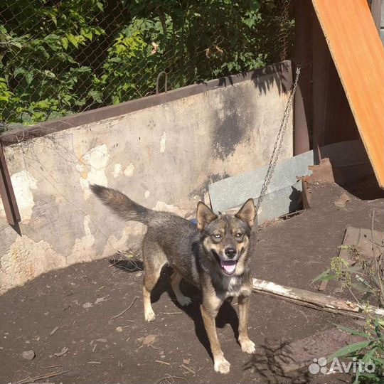 Собака в добрые руки