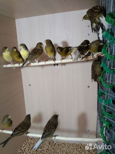 Самки канарейки овсянки