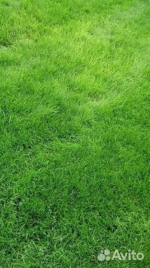 Рулонный газон с укладкой