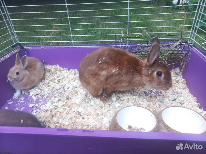 Декоративный кролик