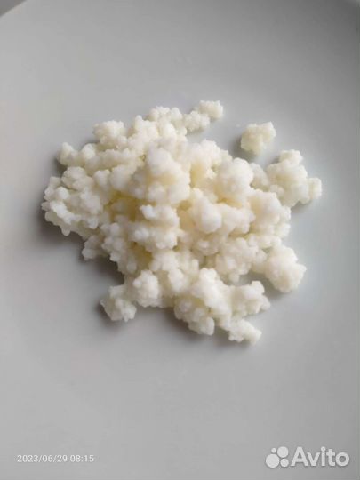 Кефирный молочный гриб