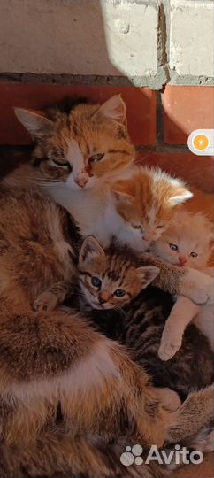 Котята в добрые руки