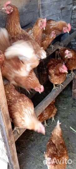 Продам кур несушек