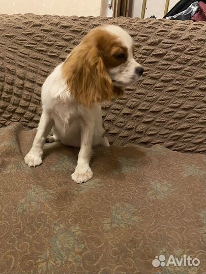 Кавалер Кинг Чарльз спаниель