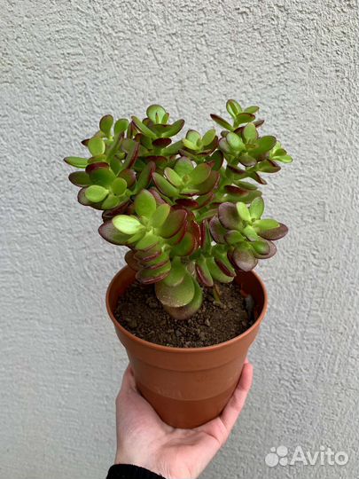 Крассула Минор