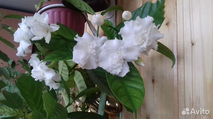 Табернемонтана махровая