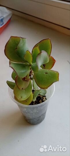 Комнатные цветы