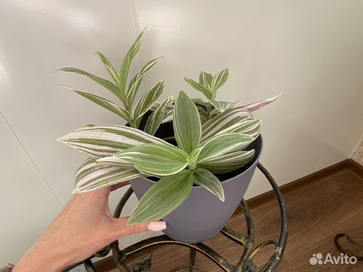 Традесканция альбифлора