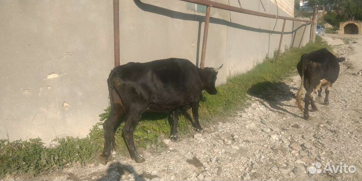 Корова с теленком