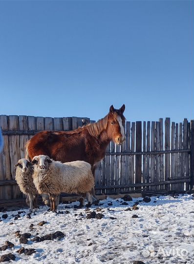 Баран и овца