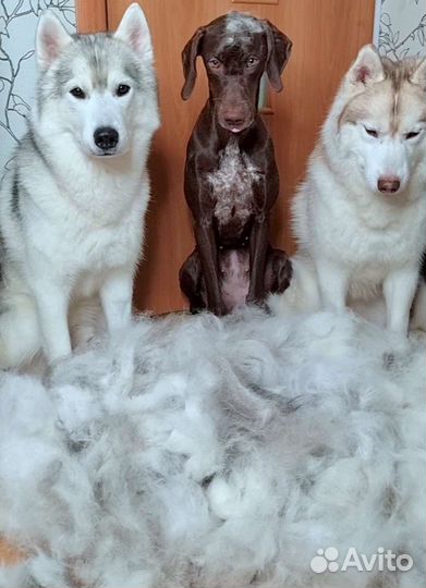 Шерсть хаски