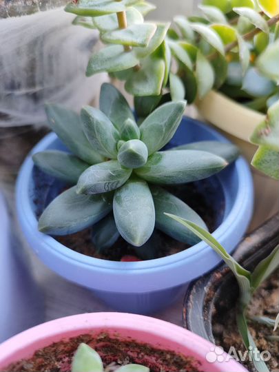 Суккуленты Пахифитум компактум