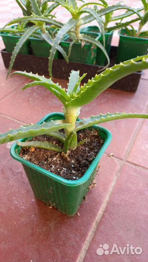 Алоэ (Столетник )