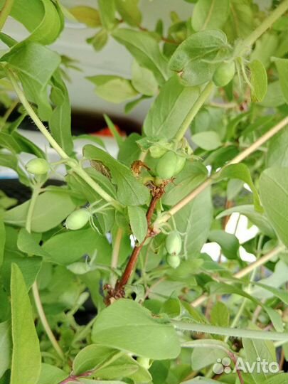 Жимолость съедобная саженцы 70 см с ягодой в 2023г