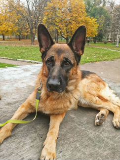 Вязка Немецкой Овчарки