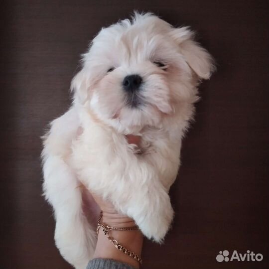 Болонка мальтезе с документами