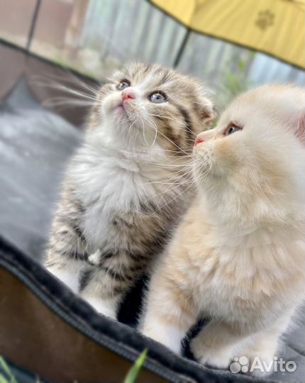 Шотландские котята