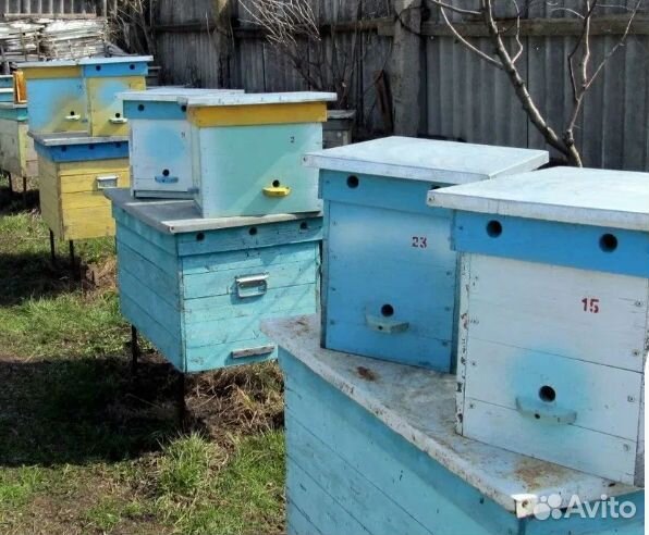 Пчелы с ульями