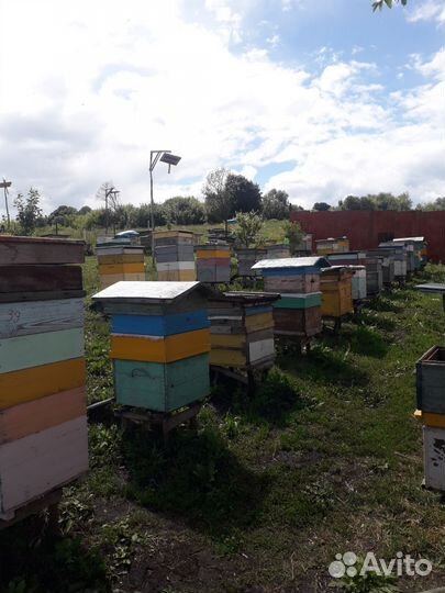 Продам пчелосемьи