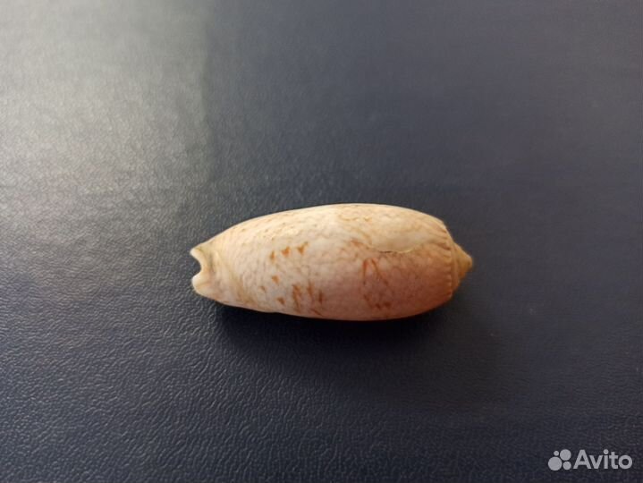 Морская раковина