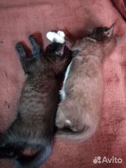 Котята в добрые руки