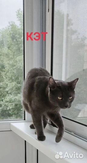 Котик молодой