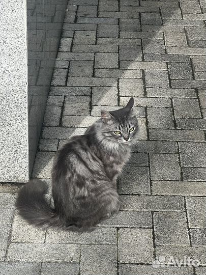 Кошечка в добрые руки