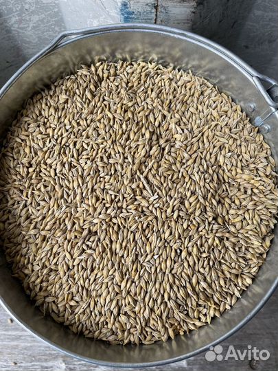 Корма для животных, пшеница, ячмень, кукуруза,овес