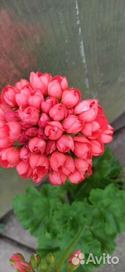 Пеларгония тюльпановидная