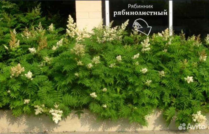 Кустарник - рябинник рябинолистный