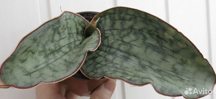 Сансевьеры, ампельные суккуленты