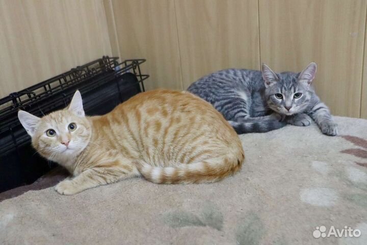 Счастливчик в добрые руки