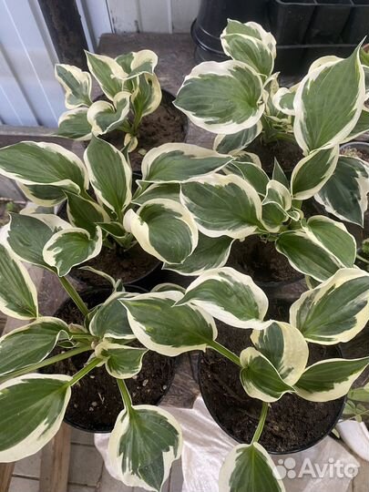 Хоста осталось 6 штук