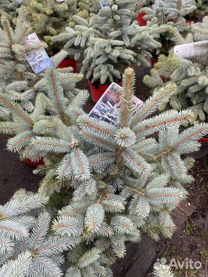 Ель голубая super блю