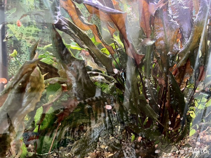 Криптокорина из домашнего аквариума