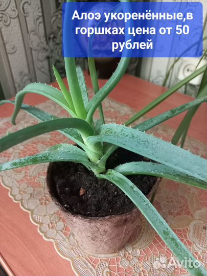 Укорененные отростки комнатных цветов